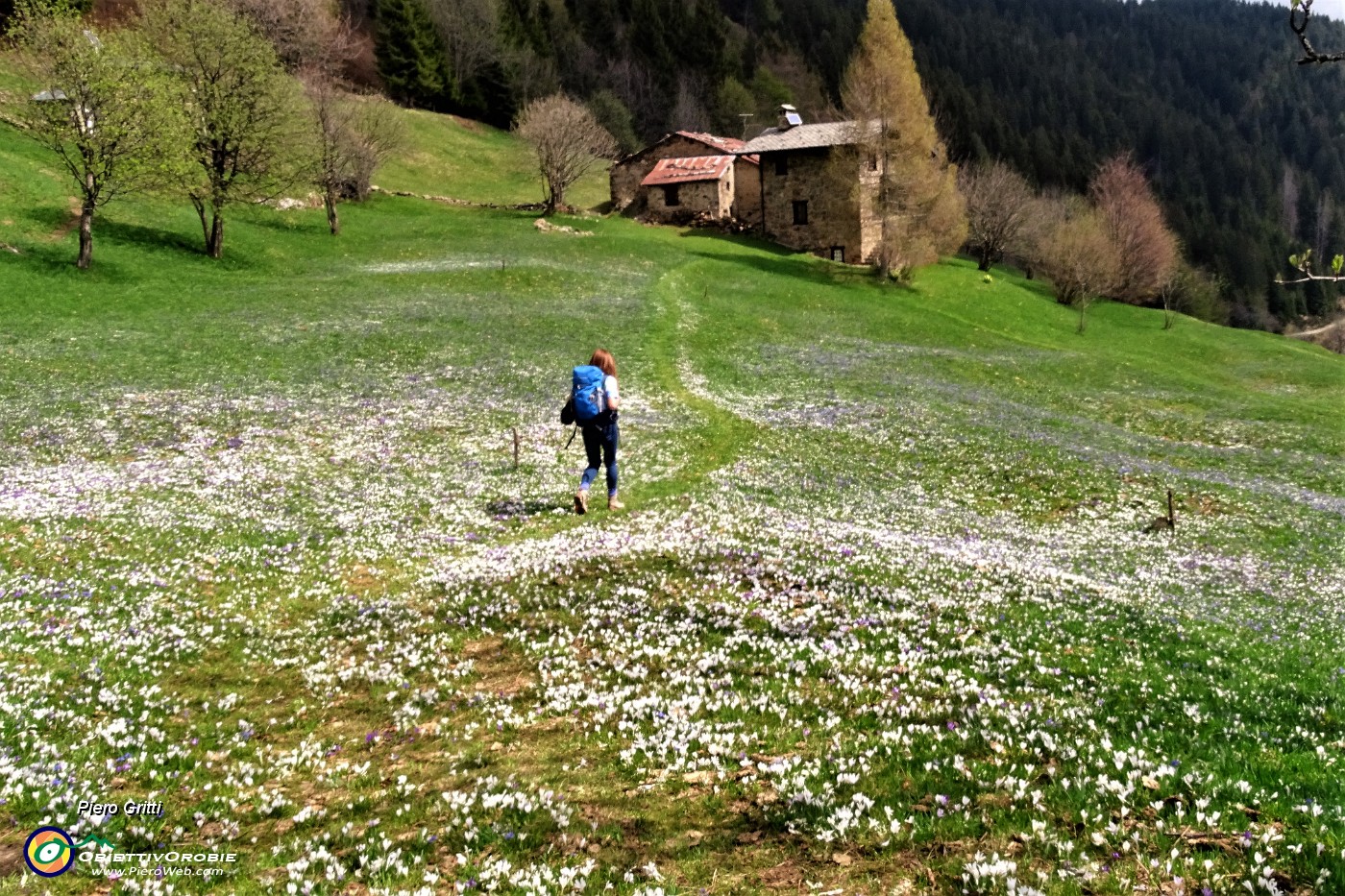 06 Coloratissima distesa fiorita sui prati della Pigolotta .JPG